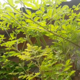 Le moringa ou Zogala, un allié pour la santé