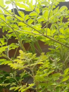 Le moringa ou Zogala, un allié pour la santé