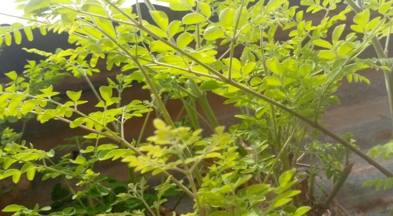 Le moringa ou Zogala, un allié pour la santé