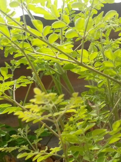Le moringa ou Zogala, un allié pour la santé